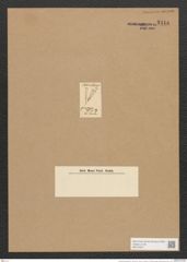 Gomphonema gracile Ehr. (de-Toni-Nr.: Genus 37, Species 1736) Zeichnungen Sammlung Grunow Nr. 3414 (NHMW-BOT-W0370947)